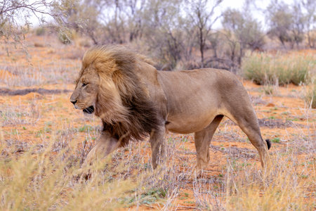 Big male lion in the Okavango Delta - Moremi National Park in Botswanaの写真素材