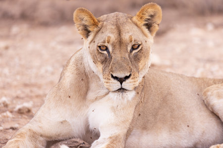 Lioness lying in the sand in the Chobe National Park, Botswana.の写真素材