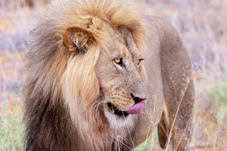 Lion in the Moremi Game Reserve (Okavango River Delta), National Park, Botswanaの写真素材