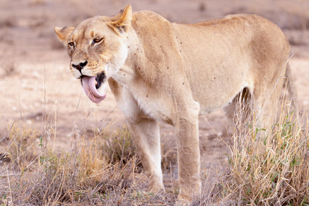 Lioness yawning in Chobe National Park, Botswana, Africaの写真素材