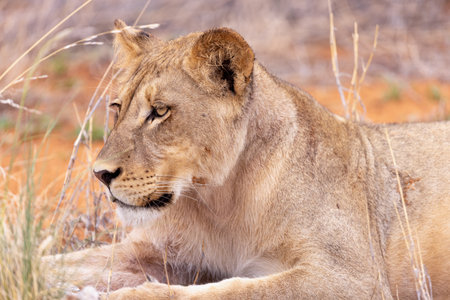 Lioness in the Kruger National Park, South Africa.の写真素材
