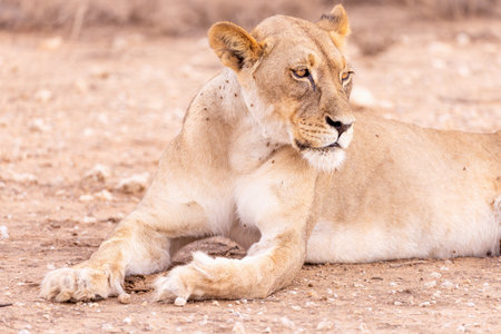 Lioness in the Moremi Game Reserve (Okavango River Delta), National Park, Botswanaの写真素材