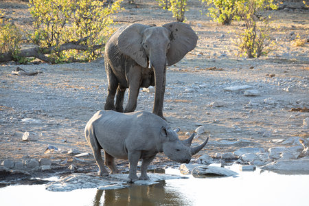 Elephants at a waterhole in Etosha National Park, Namibiaの写真素材