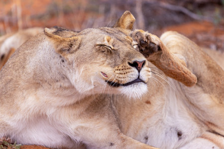 Lioness in the Okavango Delta - Moremi National Park in Botswanaの写真素材