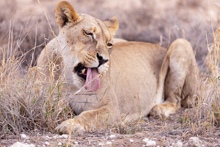 Lioness yawning in the Etosha National Park, Namibia.の写真素材