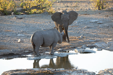 An African elephant and a rhinoceros drinking at a waterhole in Etosha National Park, Africaの写真素材