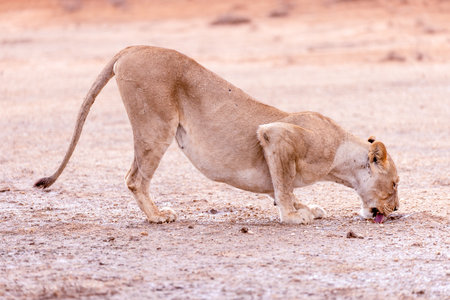 Lioness at Okavango Delta - Moremi National Park in Botswanaの写真素材