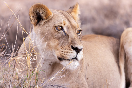 Lioness in the Okavango Delta - Moremi National Park in Botswanaの写真素材