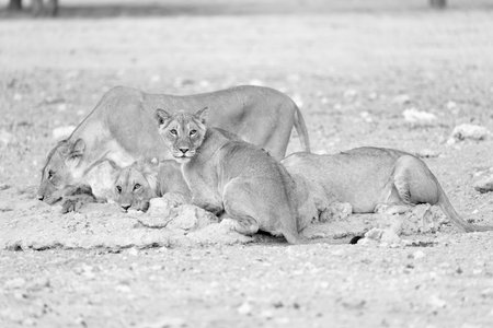 Lioness with cubs in the Etosha National Park, Namibiaの写真素材