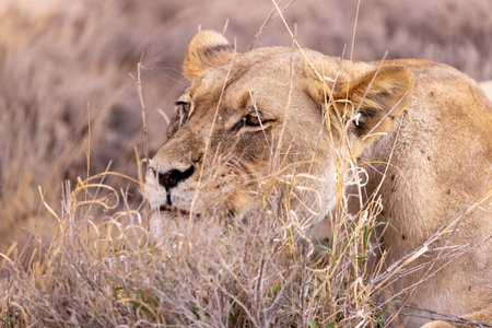 Lioness in the Etosha National Park in Namibiaの写真素材