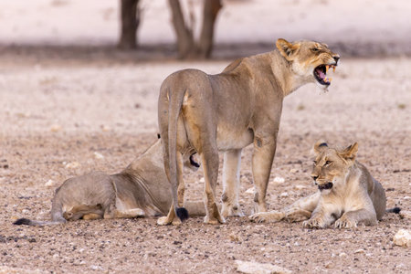 Lioness and lion cubs in Etosha National Park, Namibiaの写真素材