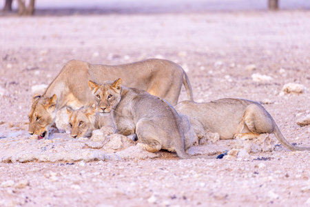 Lion family in the Etosha National Park, Namibiaの写真素材