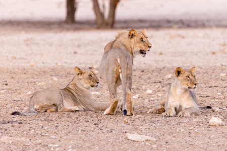Lioness and lion cubs in the Etosha National Park, Namibia.の写真素材