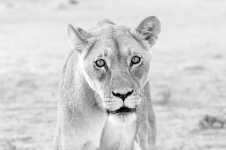 Black and white portrait of a lioness in the Etosha National Park, Namibia.の写真素材