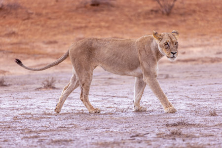 Lioness walking in Etosha National Park, Namibiaの写真素材