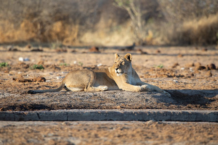 Lion at Etosha National Park, Namibiaの写真素材