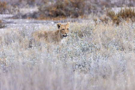 Lioness in the Etosha National Park, Namibiaの写真素材