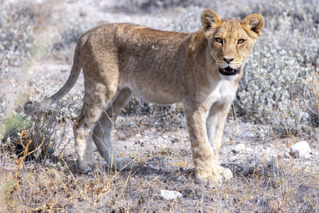 Lioness in the Etosha National Park in Namibiaの写真素材