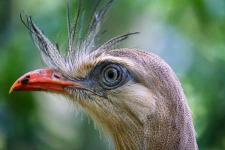 Portrait of a red-crested bird (Crested)の写真素材