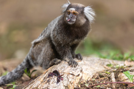 Close-up portrait of a common marmoset sitting on a log