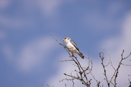 Red-necked kite perched on a tree branch