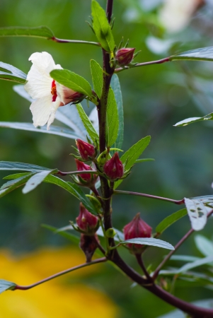 Roselle treeの写真素材