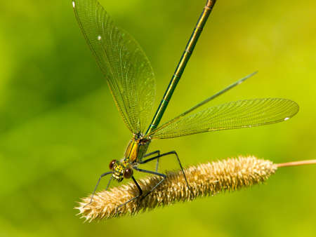 Dragonfly close upの写真素材