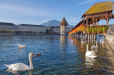 Early morning in Lucerne Switzerland. Swans on the Reuss river near the Chapel Bridge with the Mt. Pilatus in the background.の写真素材