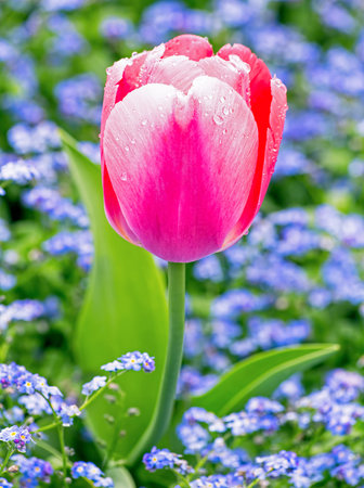 Pink tulip covered with water drops on natural background shallow depth of field.の写真素材