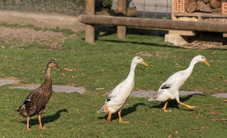 Three indian runner ducksの写真素材