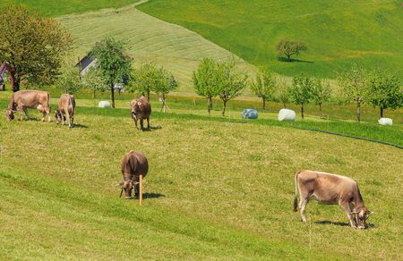 Cows with bells on their necks grazing on green grass. The picture was taken in the beginning of May in the region of the town of Stans, which is the capital of the Swiss canton of Nidwalden.の写真素材