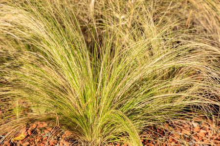 Grass in autumn close up background, shallow depth of field.