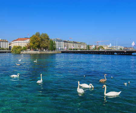 Geneva, Switzerland - 24 September, 2016: swans on the Rhone river, buildings of the city of Geneva and Pont du Mont-Blanc bridge in the background. The city of Geneva is the capital of the Republic and canton of Geneva, being the second most populous citのeditorial素材