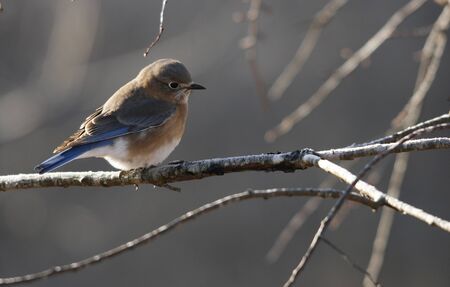 Bluebird Perchedの写真素材