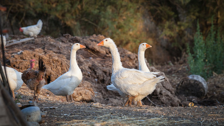 Photos of poultry taken in Sicilyの写真素材