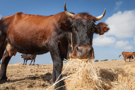 Photo of calves and oxen taken in Sicily in madonieの写真素材
