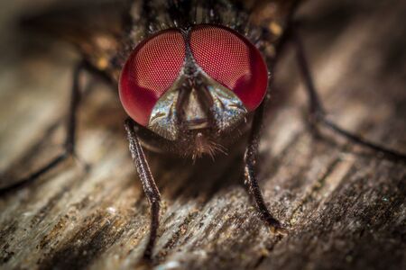 Macro photos of insectsの写真素材