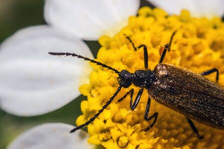 Macro photos of insectsの写真素材