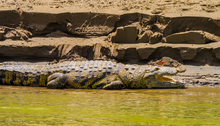 Crocodile basking on the river bank with a butterfly on its mouth, Usumacinta river, Chiapas, Mexicoの写真素材