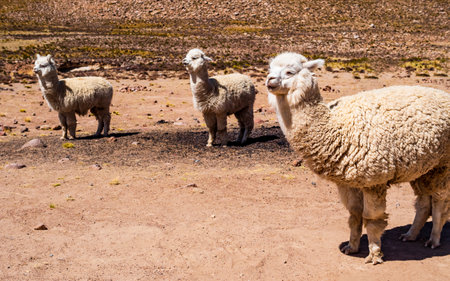 Lovely alpacas grazing in Salinas Y Aguada Blanca National Reserve, Arequipa region, Peruの写真素材