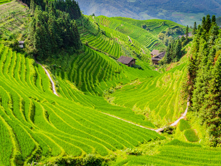 Stunning landscape with terraced rice fields around Longji village, Longsheng county, Guilin, Guangxi, Chinaの写真素材