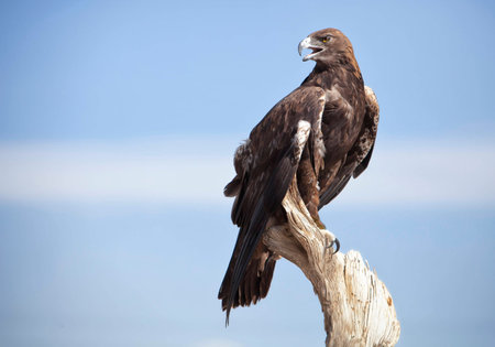 bird of prey perched on stumpの写真素材