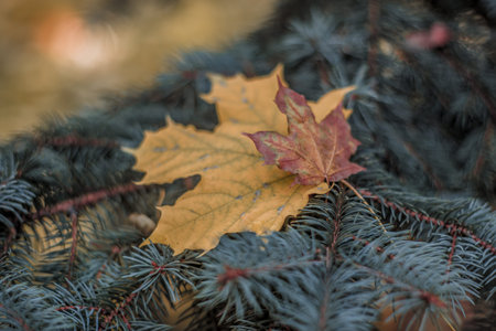 Two lonely maple leaves on a fir branch. Autumn-witer composition.