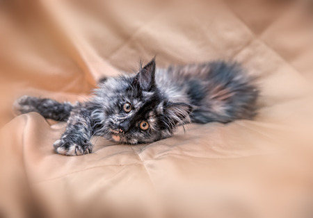 A Maine Coon breed kitten is lying on its side on a beige blanket. Looking in the camera.の写真素材