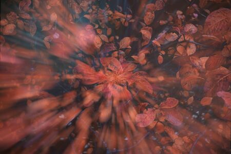 Background with fallen leaves texture. Natural texture of leaves and trees. Autumn foliage. Orange, blond, blue tones. Blurred. Selective focusの写真素材