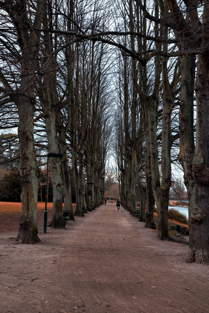 Naked trees grow in a row along the road in the autumn evening. The concept of loneliness, approaching winter. Parallel treesの写真素材