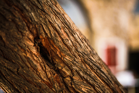 brush on a wooden backgroundの写真素材