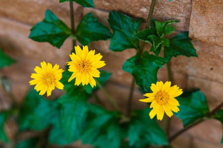 Yellow flowerの写真素材