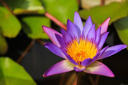 lotus flowerの写真素材
