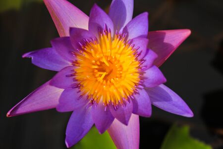 lotus flowerの写真素材